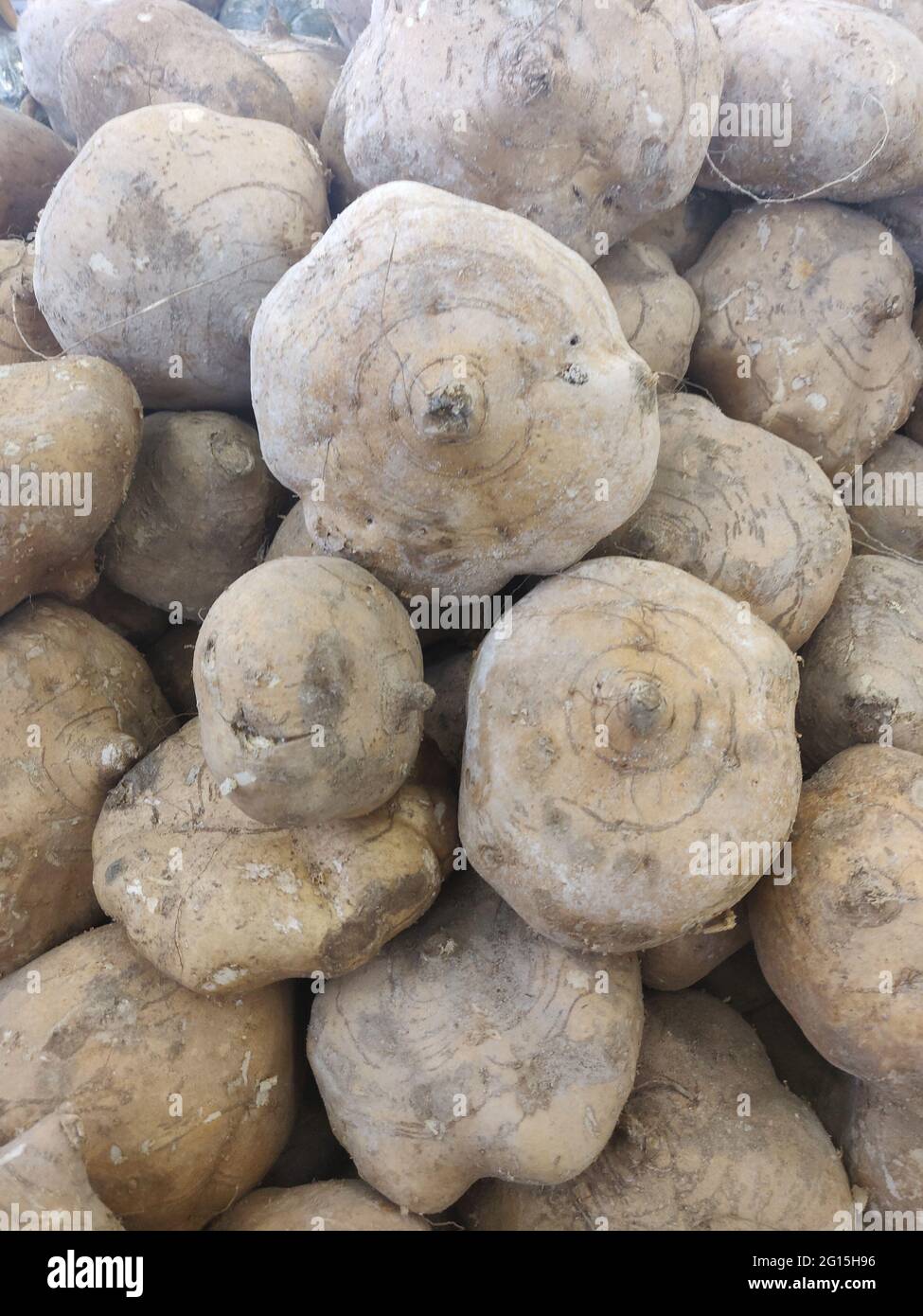 Die dicke, faserige Außenhaut ist braun bis cremefarben und hat eine raue Textur. Das innere Fleisch ist weiß und knackig mit einem wässrigen, durchscheinenden Saft, Stockfoto