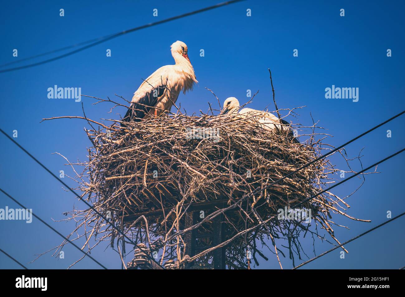 Ein Storchennest hoch oben an einem Telefonmast, aufgenommen im Sommer, wo zwei Störche und ein Paar Vögel ihr Nest bauen - Ciconiidae. Stockfoto