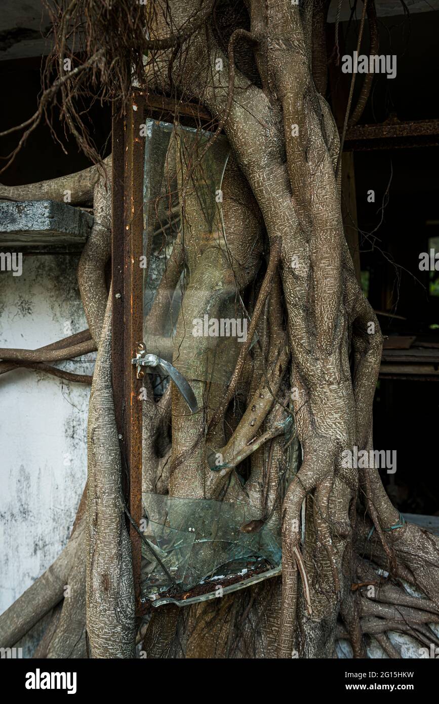 Um das offene Fenster eines verlassenen Hauses, Ngong Ping, Lantau Island, Hongkong, wächst ein Bajan-Baum Stockfoto