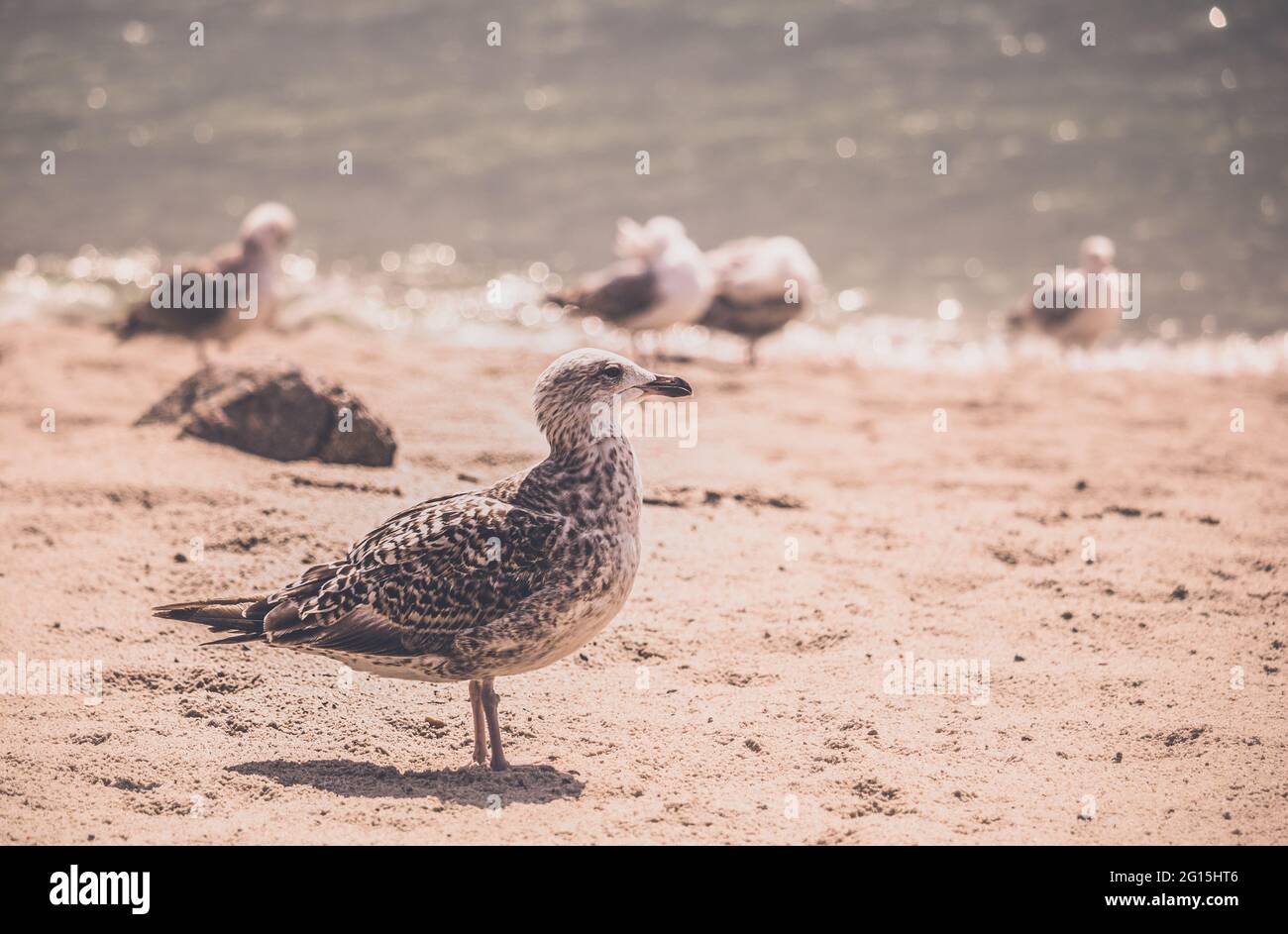 kleine vögel an der ostsee