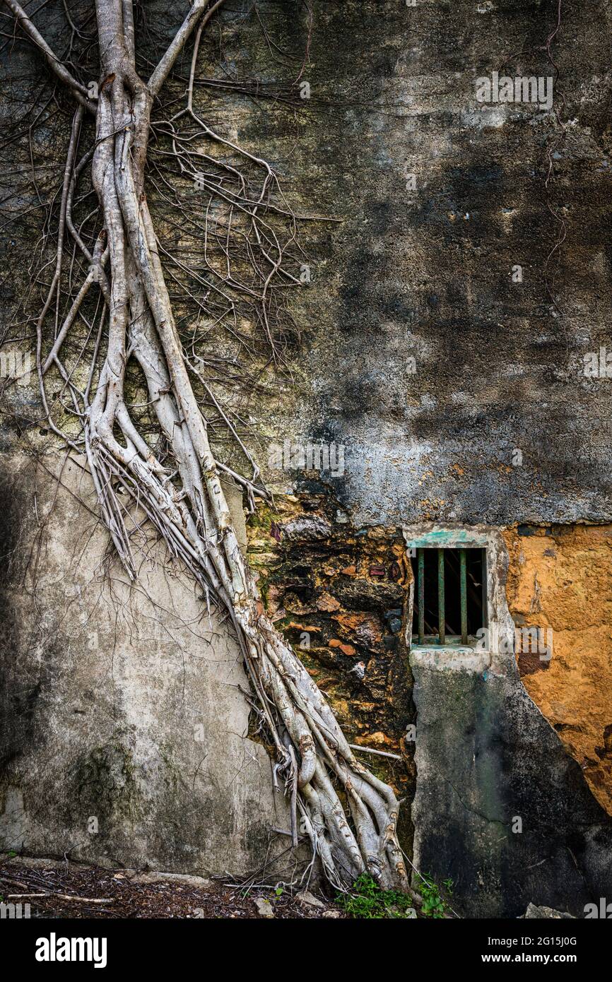 An der Wand eines verlassenen Dorfhauses, Kuk Po, New Territories, Hongkong, wächst ein banyan-Baum Stockfoto