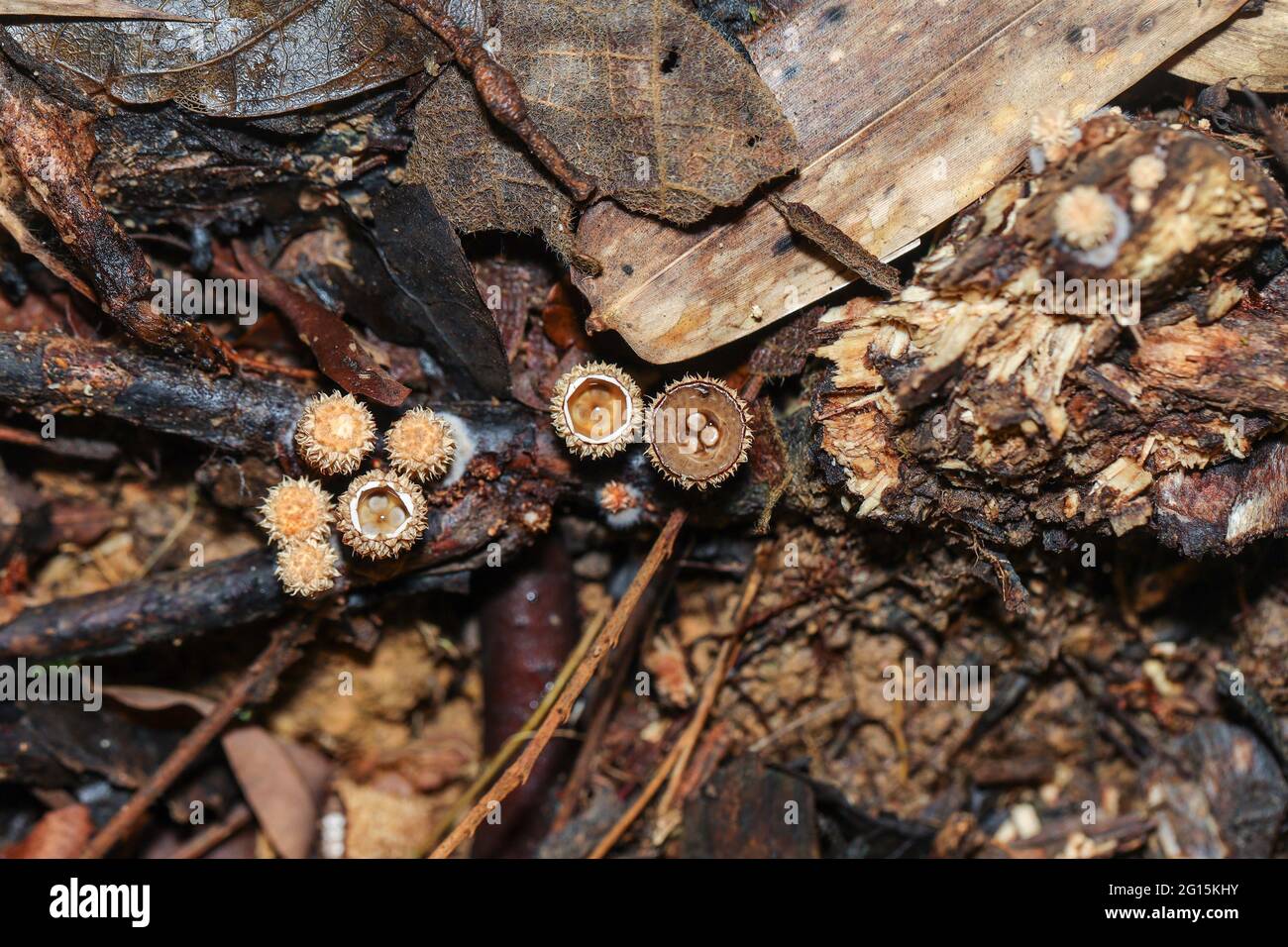 Ein Haufen von Vogelnistpilzen, Crucibulum laeve aus der Familie der Nidulariaceae, die auf einem verfallenden Baumstamm wächst Stockfoto