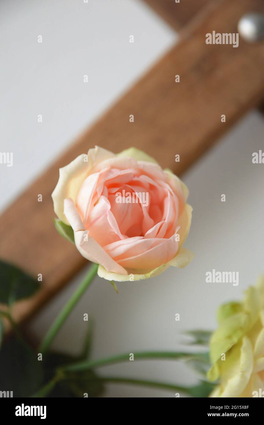 Nahaufnahme der neuen Pink Piano Rose mit lachsfarbenen Blütenblättern, die im Frühling blühen Stockfoto
