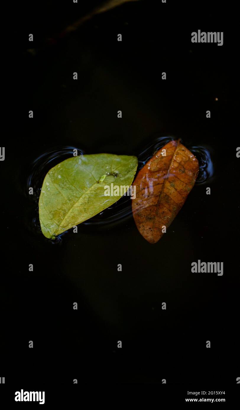 Landschaft von lebensvollen und leblos gefallenen Blättern Seite an Seite im Wasser. Lebenszyklus der Blätter. Stockfoto