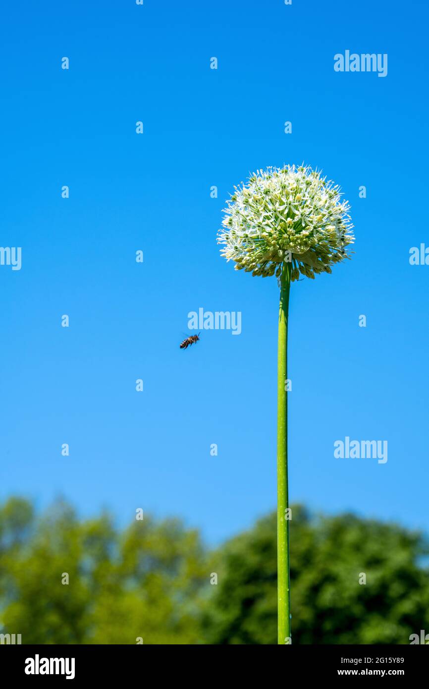 Nahaufnahme eines Blütenkopfes aus Allium mit seinen vielen kleinen Knospen, Blütenblättern und Stielen Stockfoto