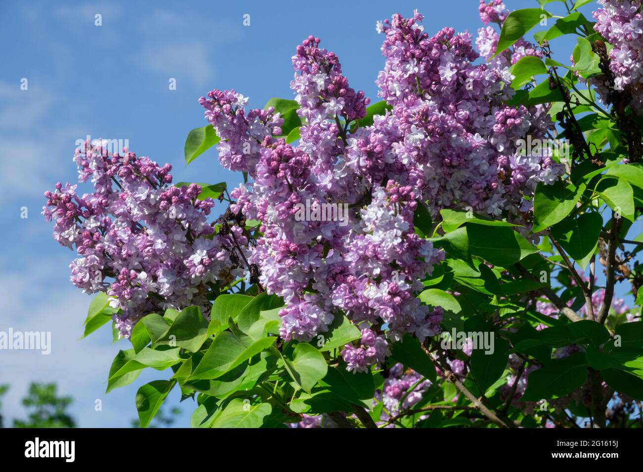 Blühende Sträucher, Lavendelfarbe, Syringa vulgaris Flieder, lila Spitzen im Frühling Stockfoto