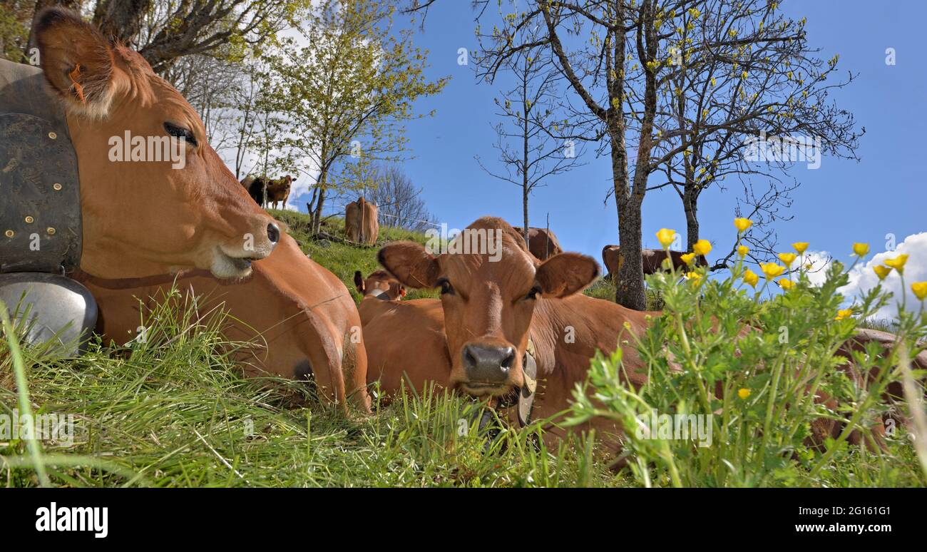 Kopf von braunen Kühen mit Kette und Glocke auf der Weide auf dem Berg Stockfoto