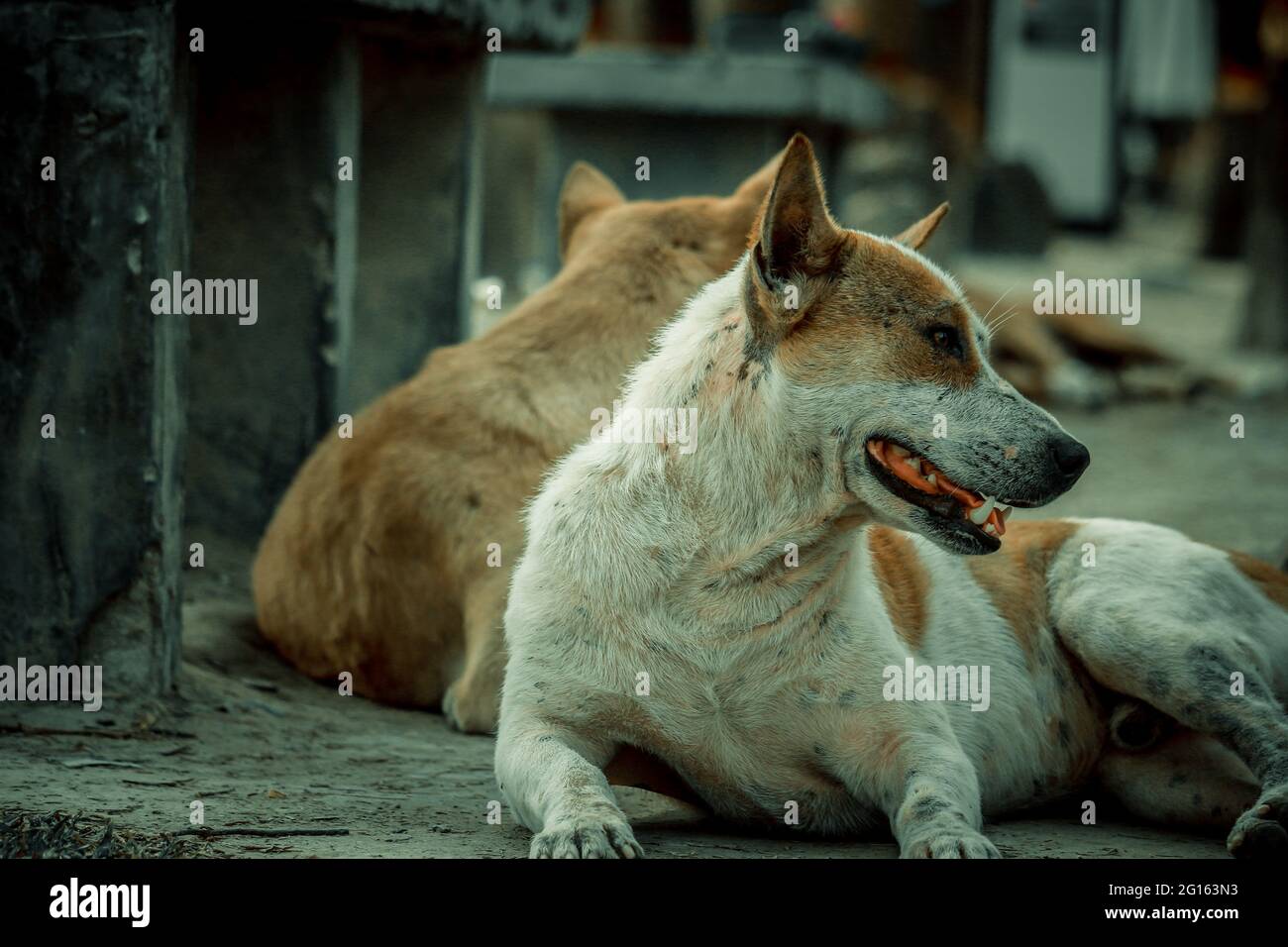 Braune bangladeschische Hunde lügen. Stockfoto