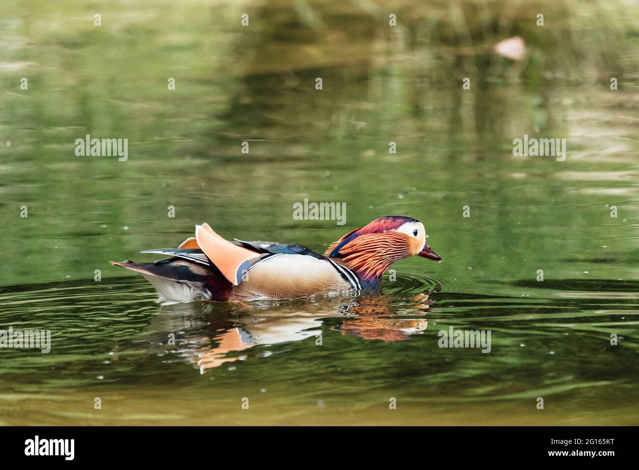 Nahaufnahme einer Mandarinente, die in einem Teich unter Sonnenlicht schwimmt Stockfoto