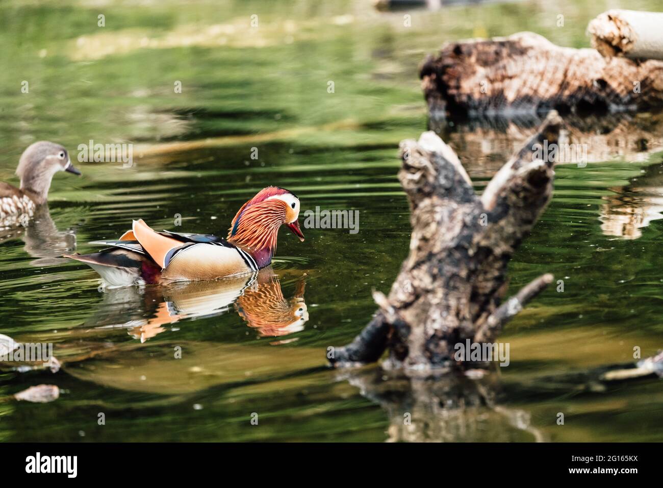 Nahaufnahme einer Mandarinente, die in einem Teich unter Sonnenlicht schwimmt Stockfoto