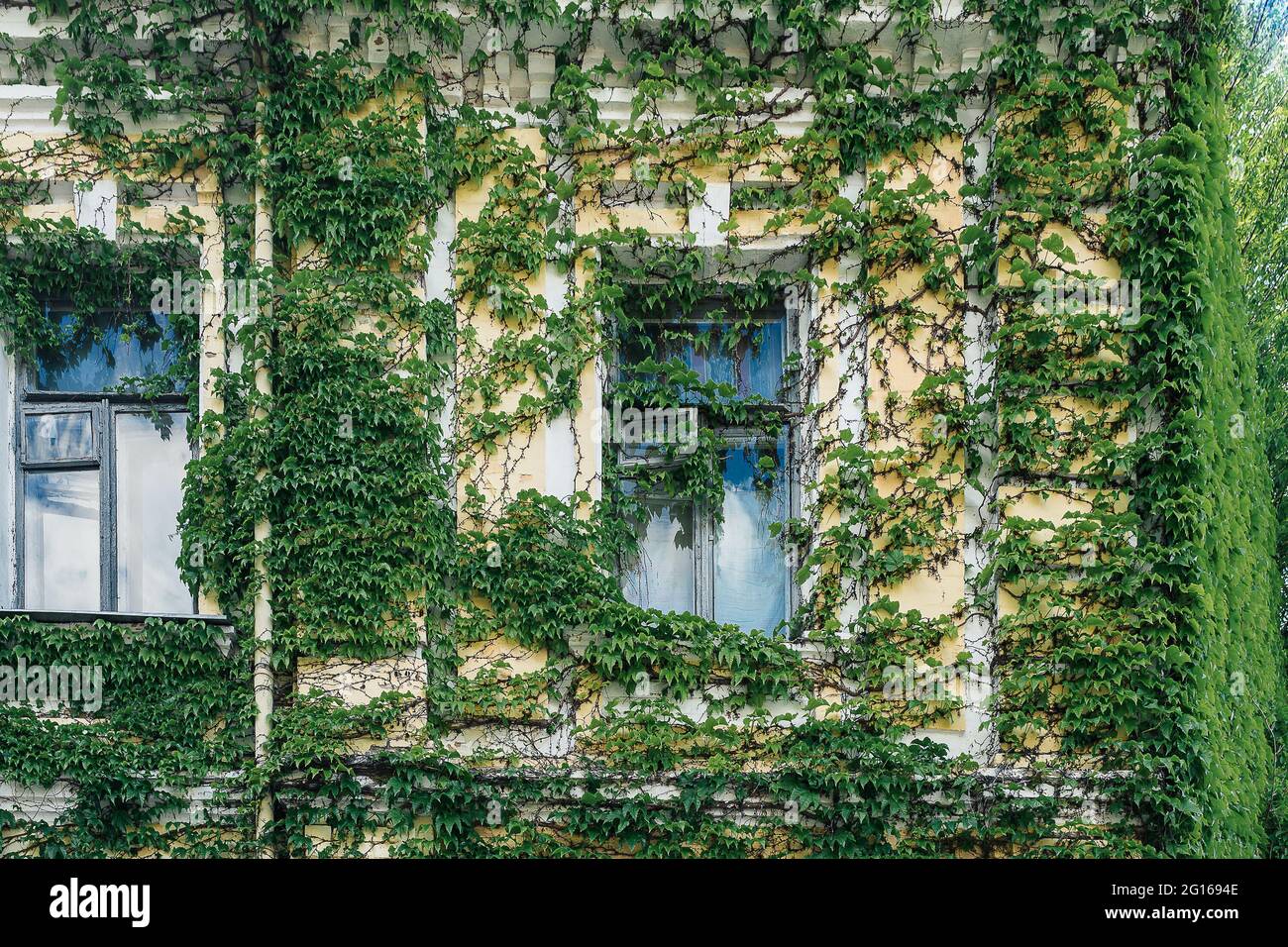 Die Mauer eines alten Backsteinhauses mit Fenstern ist mit Efeu überwuchert Stockfoto
