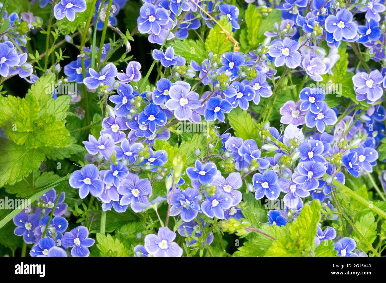 Veronica chamaedrys, blauer Blumengermander Speedwell, Vogelauge Speedwell oder Katzenaugen Stockfoto