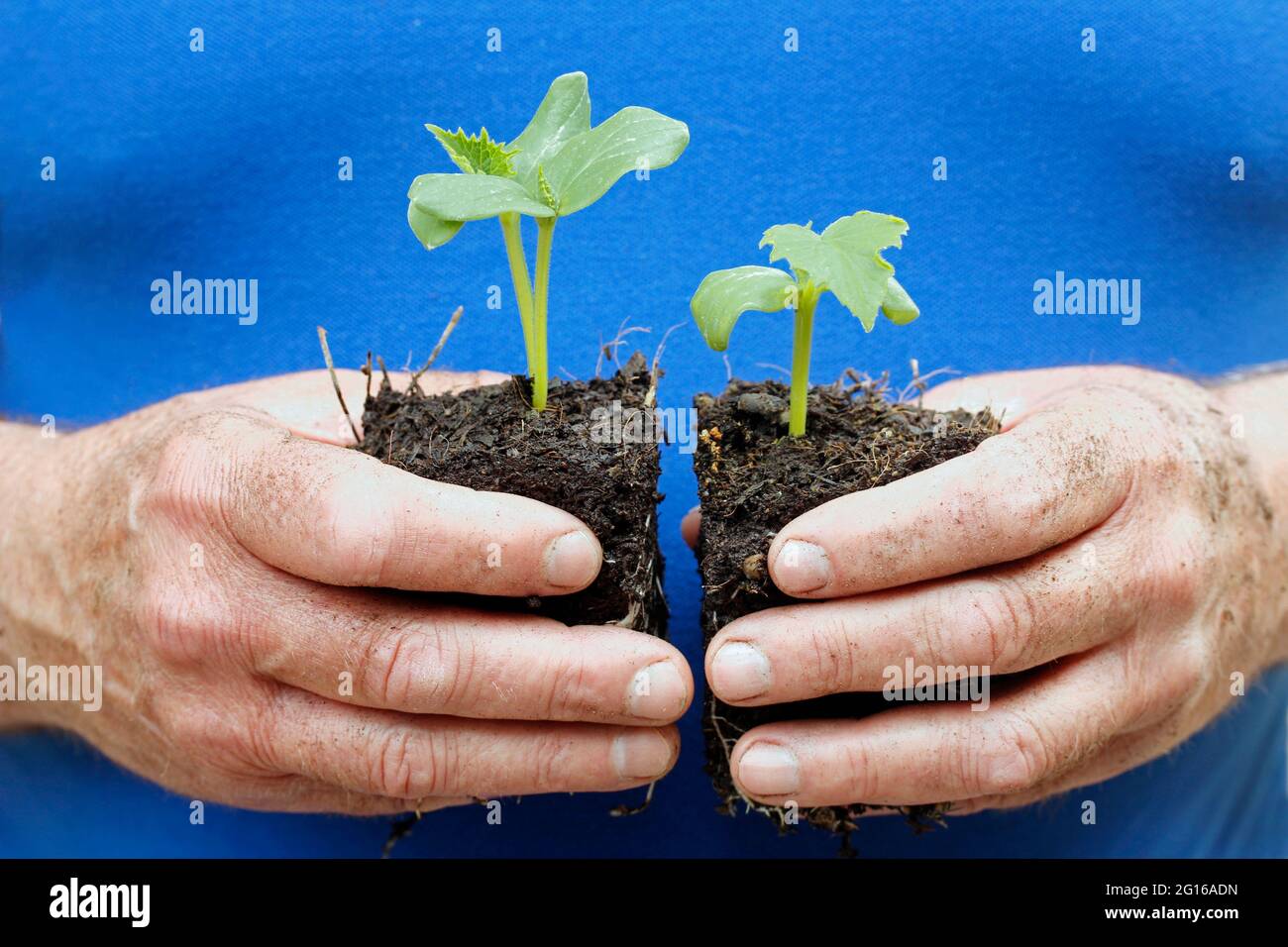 Sämlinge von Gurkenpflanzen. Stockfoto