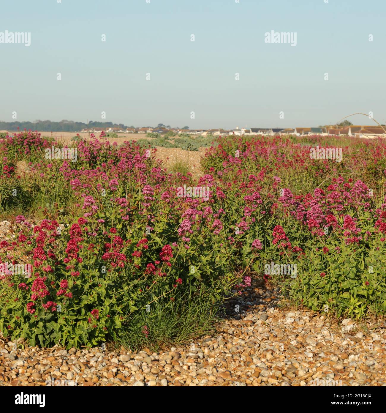 Centranthus rubur blühte am Strand von Aldwick Bay, Großbritannien. Stockfoto