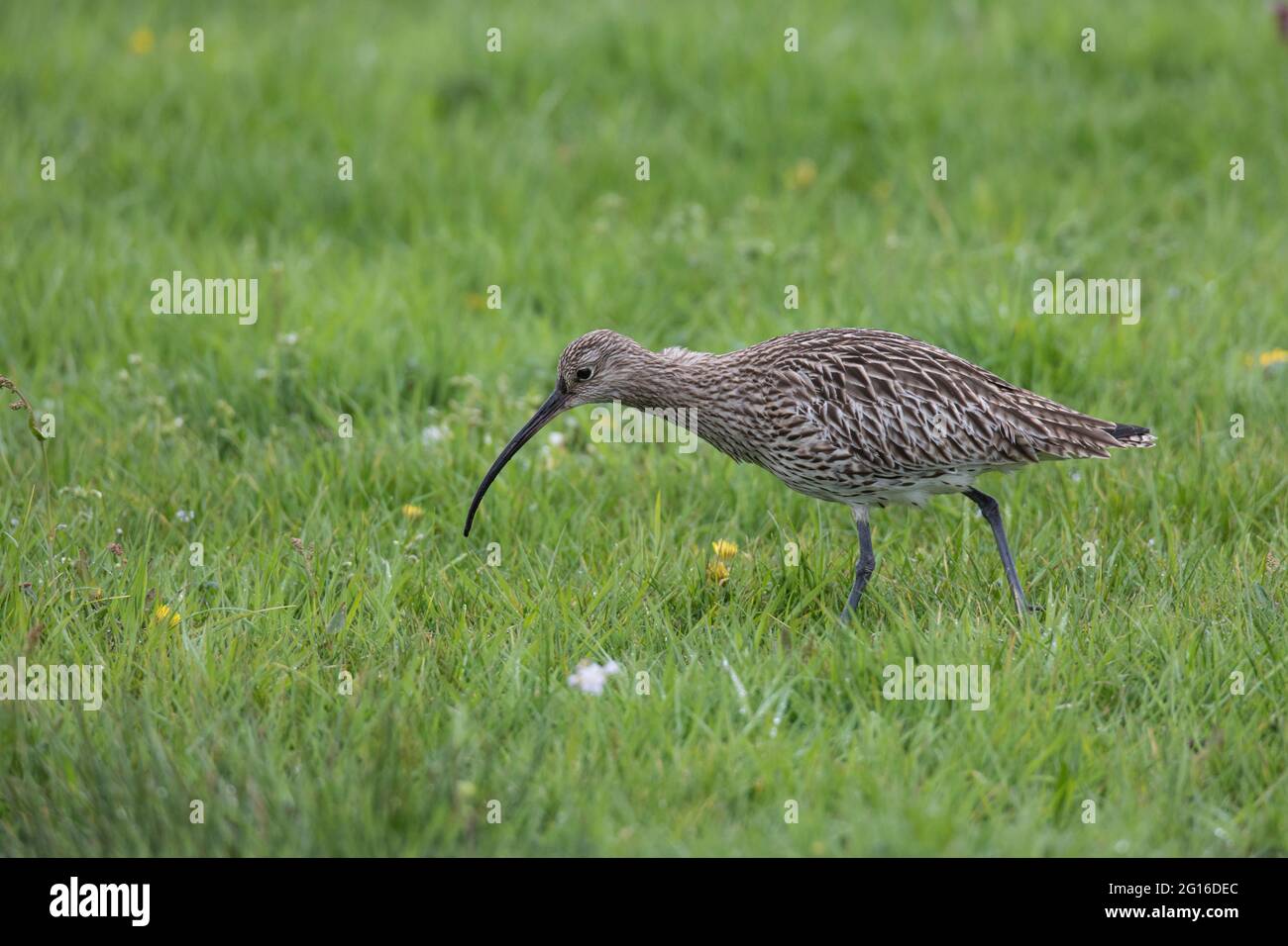 Großer Brachvogel, Numenius arquata, eurasischer Curlew Stockfoto