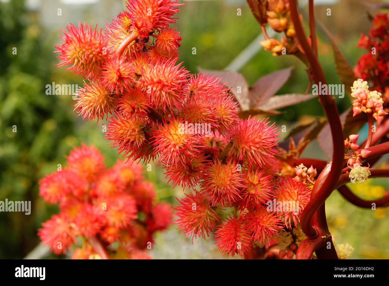 Früchte von Rizinusöl. Ricinus communis. Stockfoto