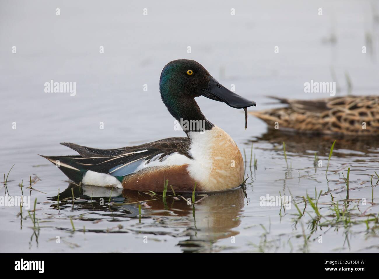 Loeffelente, Spatula clypeata, nördlicher Schaufelmaschine Stockfoto