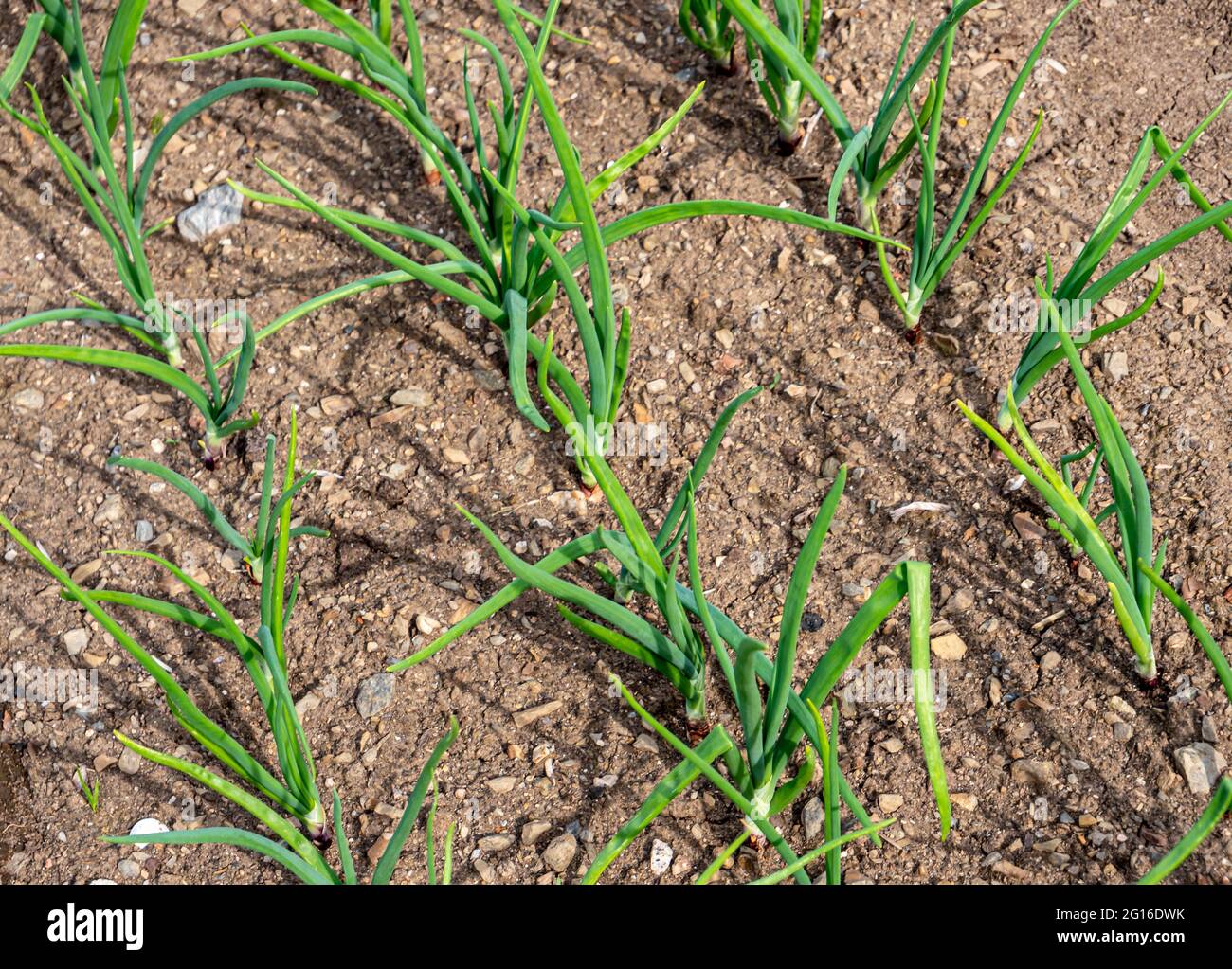 Gartenbeet mit Bio-Zwiebeln blüht im Frühjahr Stockfoto