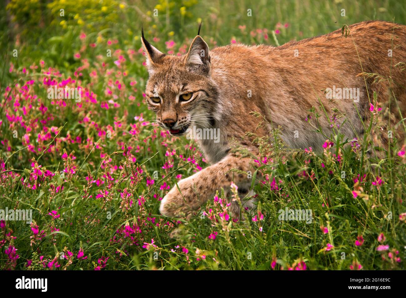 Eurasischer Luchs in Georgien Stockfoto