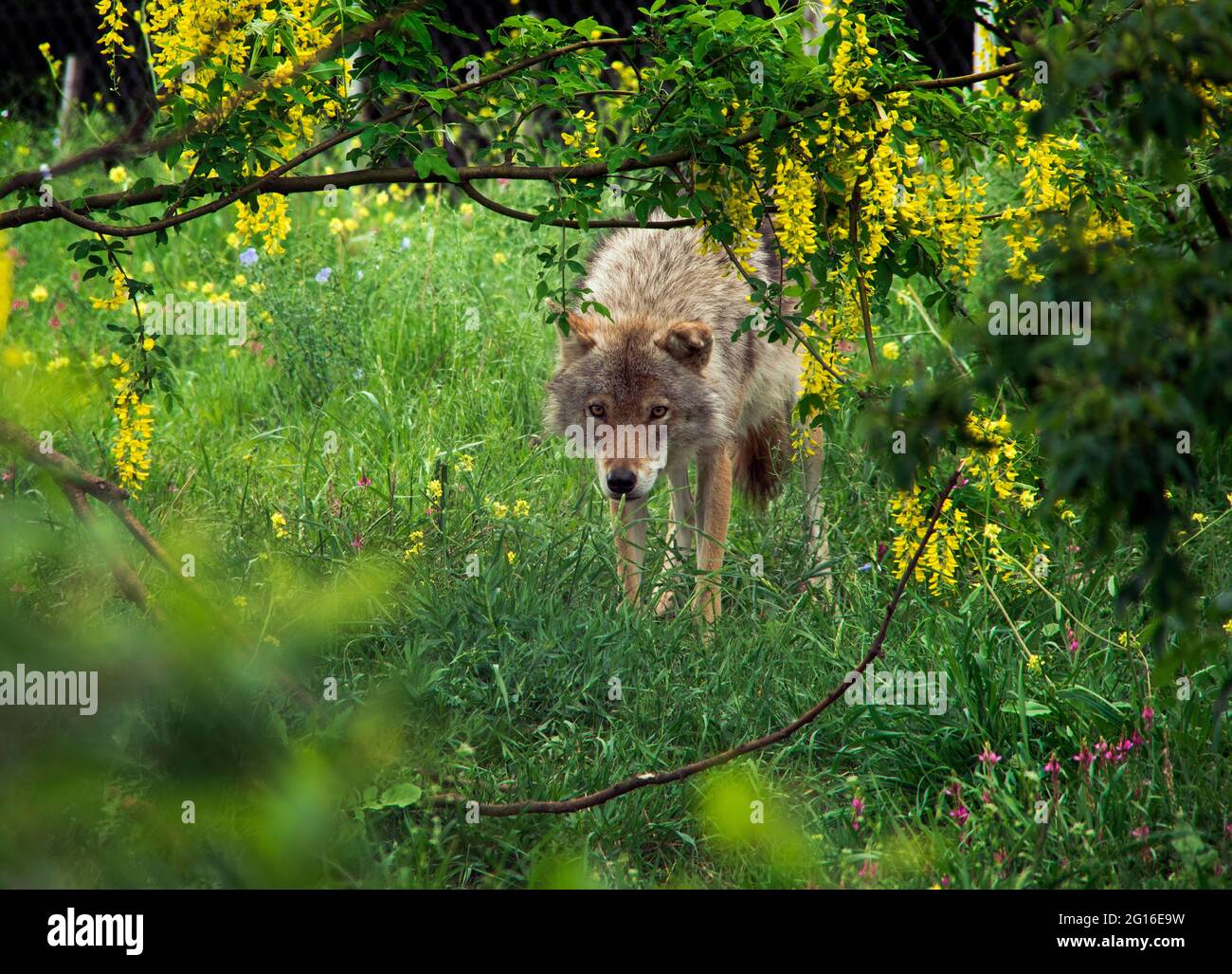 Grauer Wolf in Georgien Stockfoto