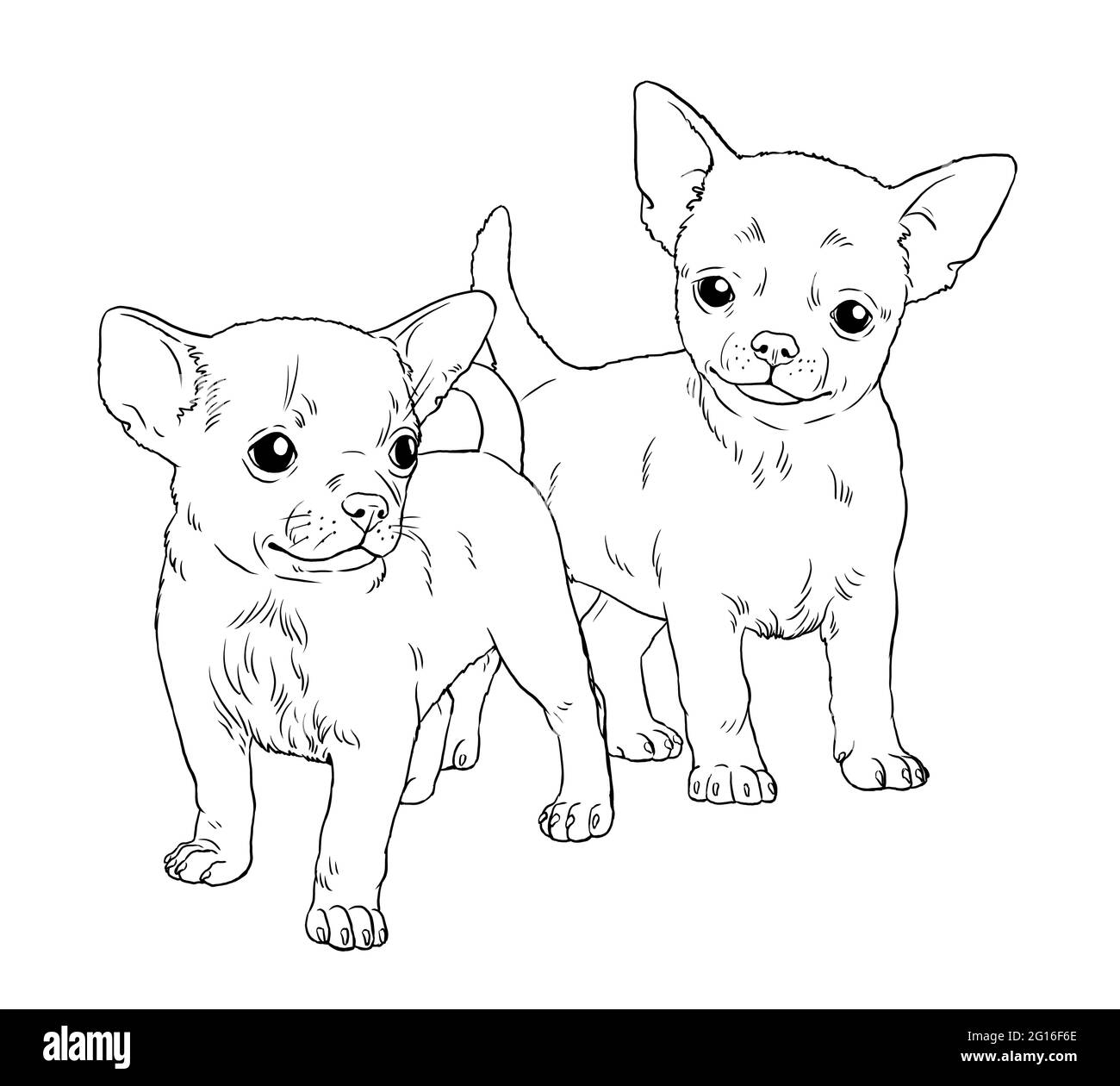 Chihuahua Welpe. Niedliche Hunde Welpen. Farbvorlage. Digitale Illustration. Stockfoto