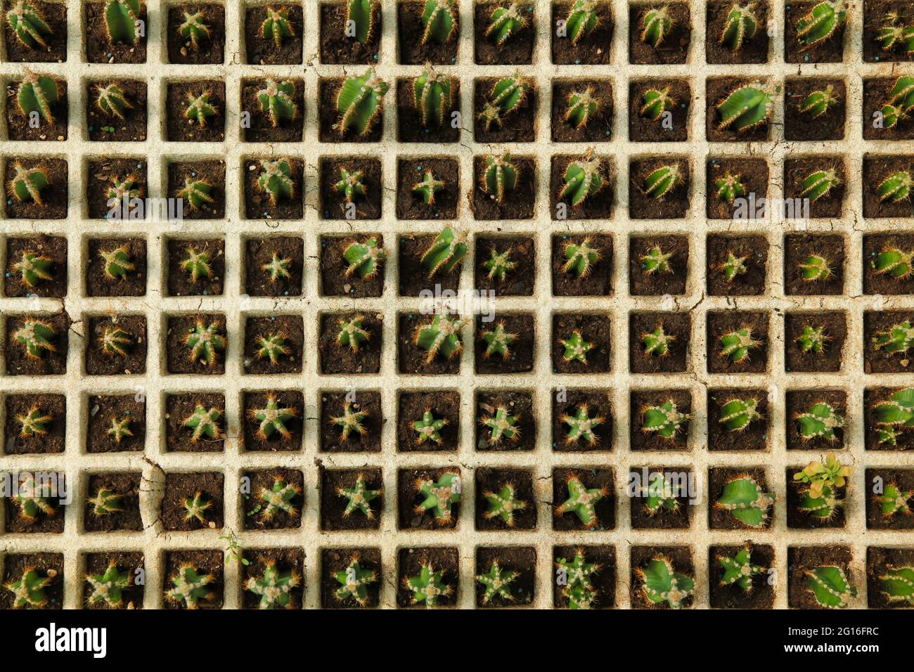 Kleiner Cereus peruvianus zum Verkauf. Stockfoto