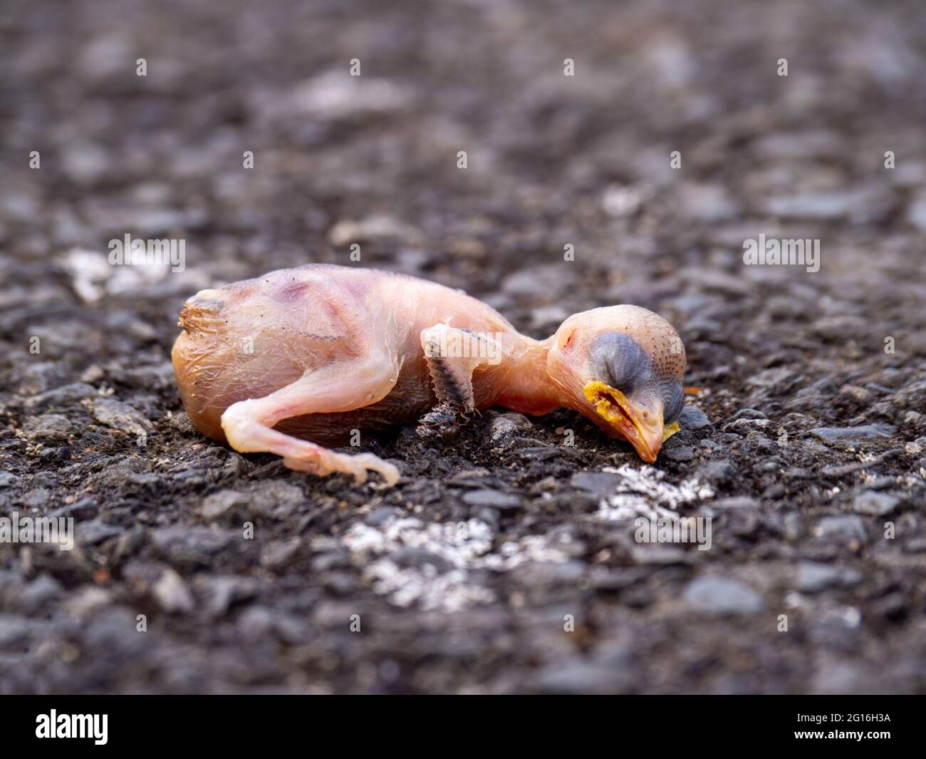 Tot, gerade geschlüpft Baby Vogel auf Asphalt Straße. Stockfoto