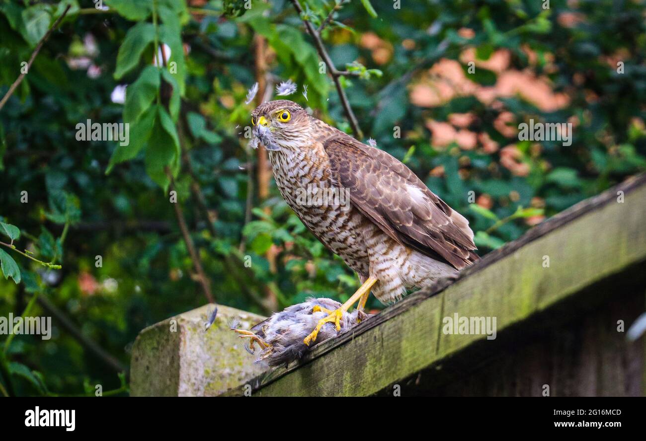 Sperling Hawk Fütterung Stockfoto