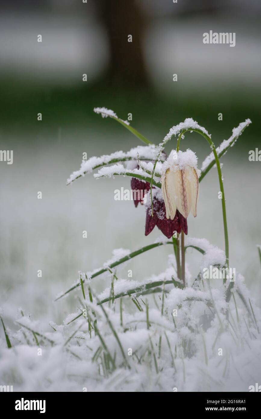 Schlangen Kopf Fritillary, Fritillaria meleagris, von einem lat Frühling Schneefall bedeckt, Oxfordshire Überschwemmungswiese. Stockfoto