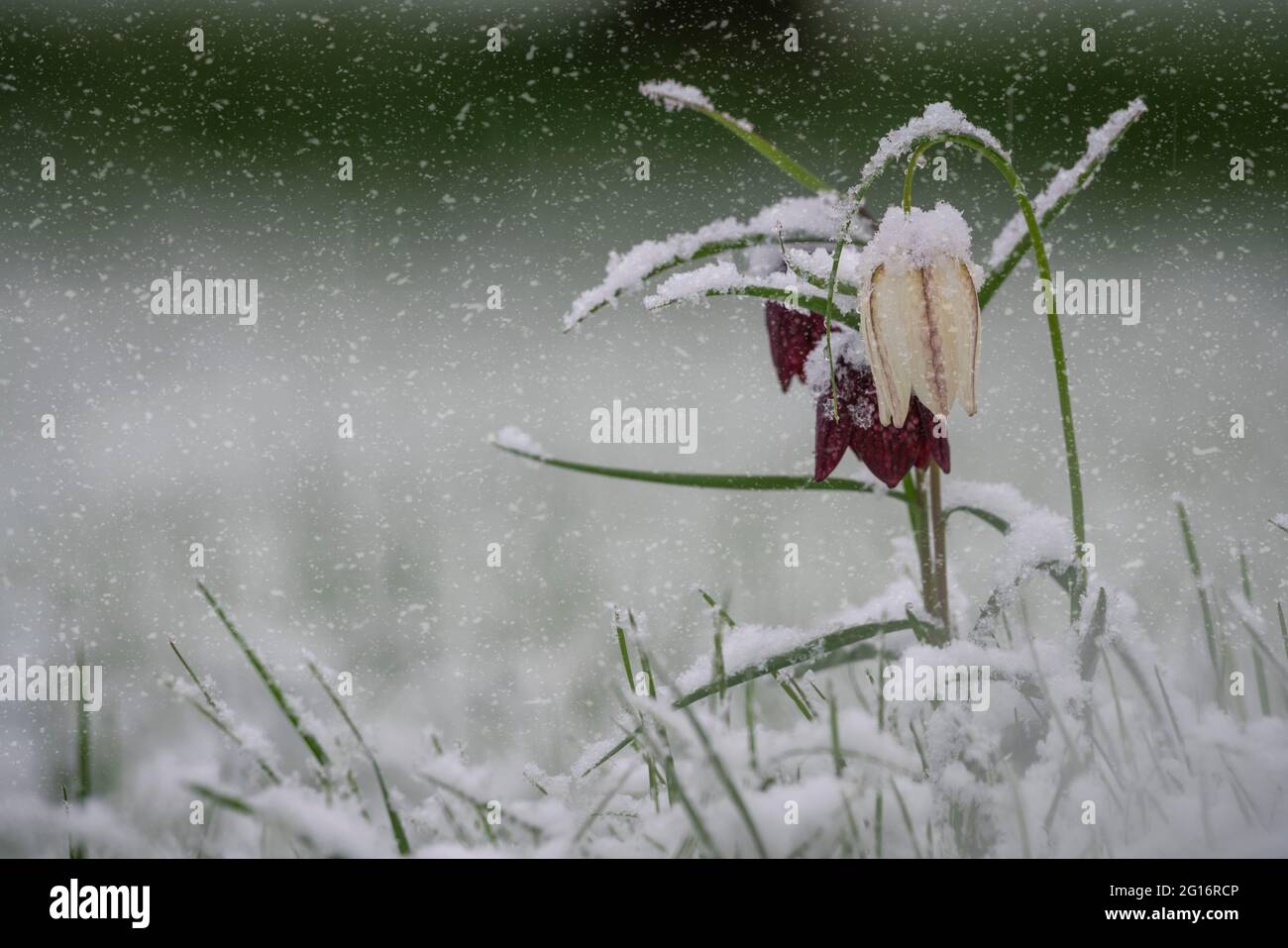 Schlangen Kopf Fritillary, Fritillaria meleagris, von einem lat Frühling Schneefall bedeckt, Oxfordshire Überschwemmungswiese. Stockfoto