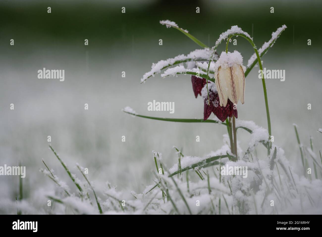 Schlangen Kopf Fritillary, Fritillaria meleagris, von einem lat Frühling Schneefall bedeckt, Oxfordshire Überschwemmungswiese. Stockfoto