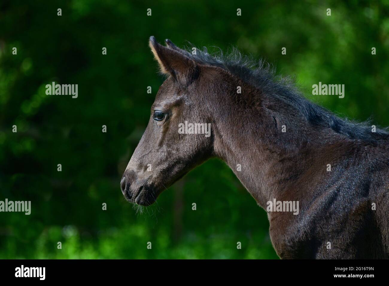 Porträt eines niedlichen jungen schwarzen Warmblutfohlen mit grünem Hintergrund. Stockfoto