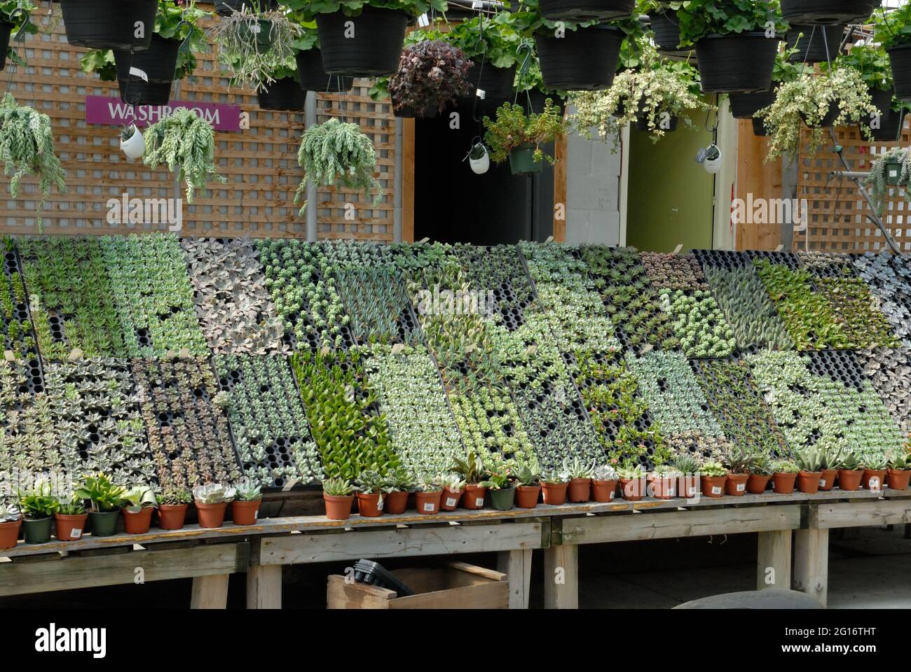 Rüsten Sie sich für die Gartensaison in den Gewächshäusern und Gartencentern im Süden von Ontario. Es handelt sich um Schalen von Starterpflanzen, die ausgestellt werden. Stockfoto