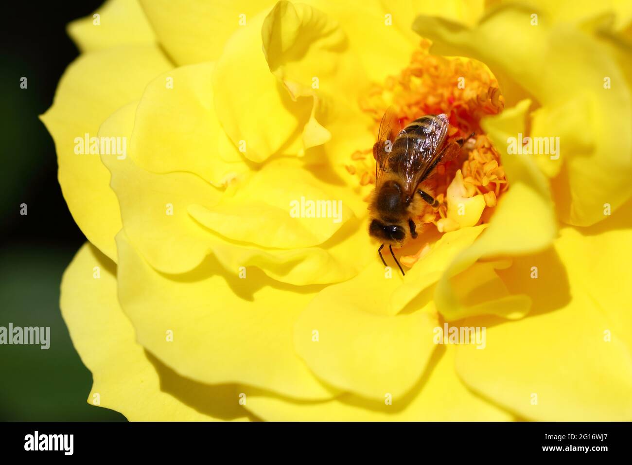 Blume mit Biene / Blume mit Biene / Flos et Apiformes Stockfoto