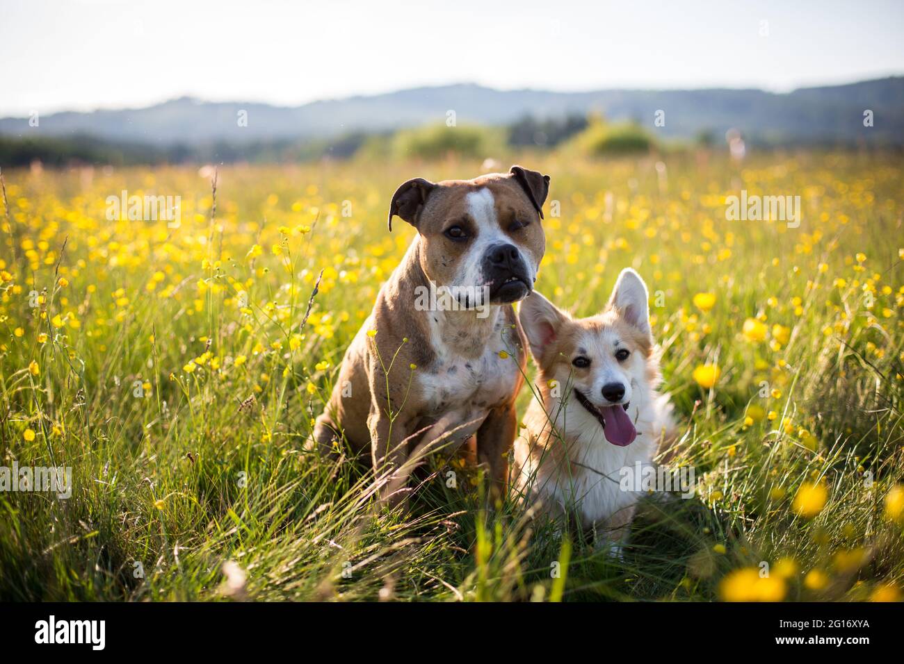 Hundefreunde, Pit Bull und Waliser Corgi Pembroke in einem Blumenfeld Stockfoto