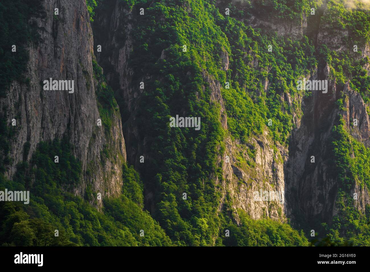 Berghang überwuchert mit dichtem grünen Wald Stockfoto