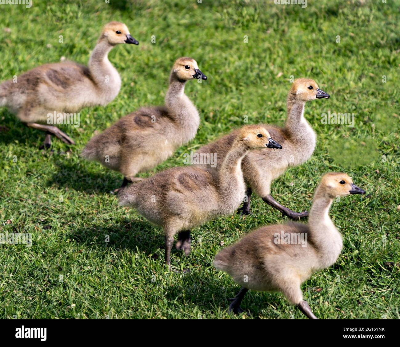 Canada Gosling Vögel marschieren auf Gras auf der rechten Seite in ihrer Umgebung und Umgebung. Bild. Foto. Hochformat. Stockfoto