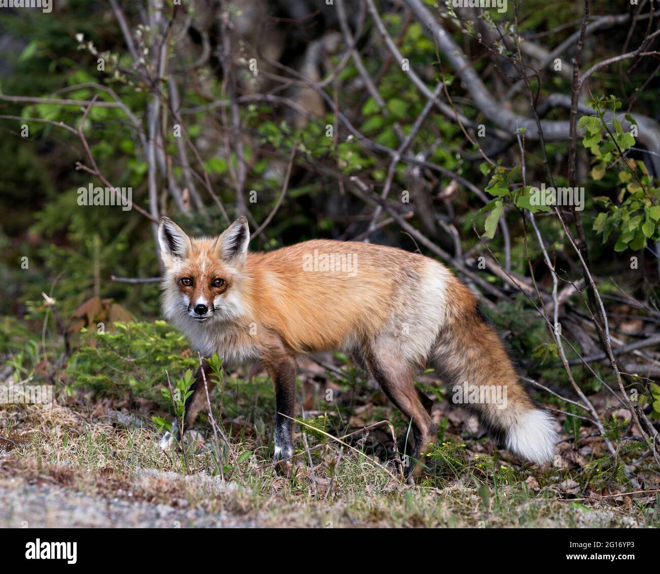 Rotfuchs Nahaufnahme Profil Seitenansicht im Frühling zeigt Fuchsschwanz, Fell, in seiner Umgebung und Lebensraum mit einem Wald Hintergrund und Moos. Stockfoto