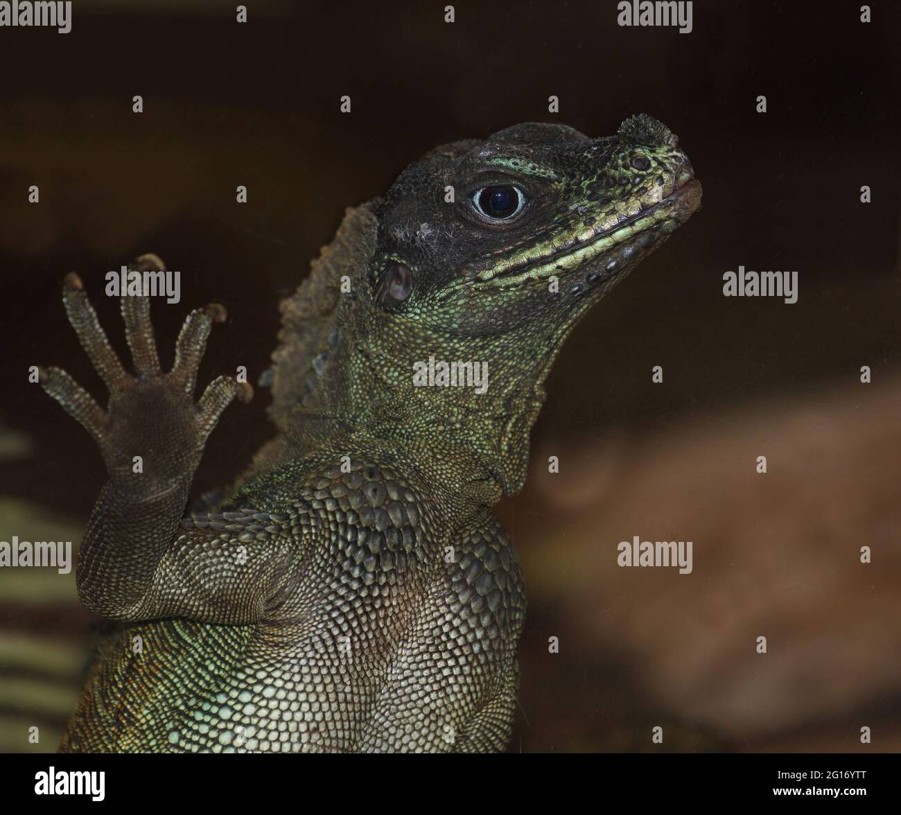 Molukkensegelechse / Webers Haubeneidechse oder Webers Segelflosseneidechse / Hydrosaurus weberi Stockfoto