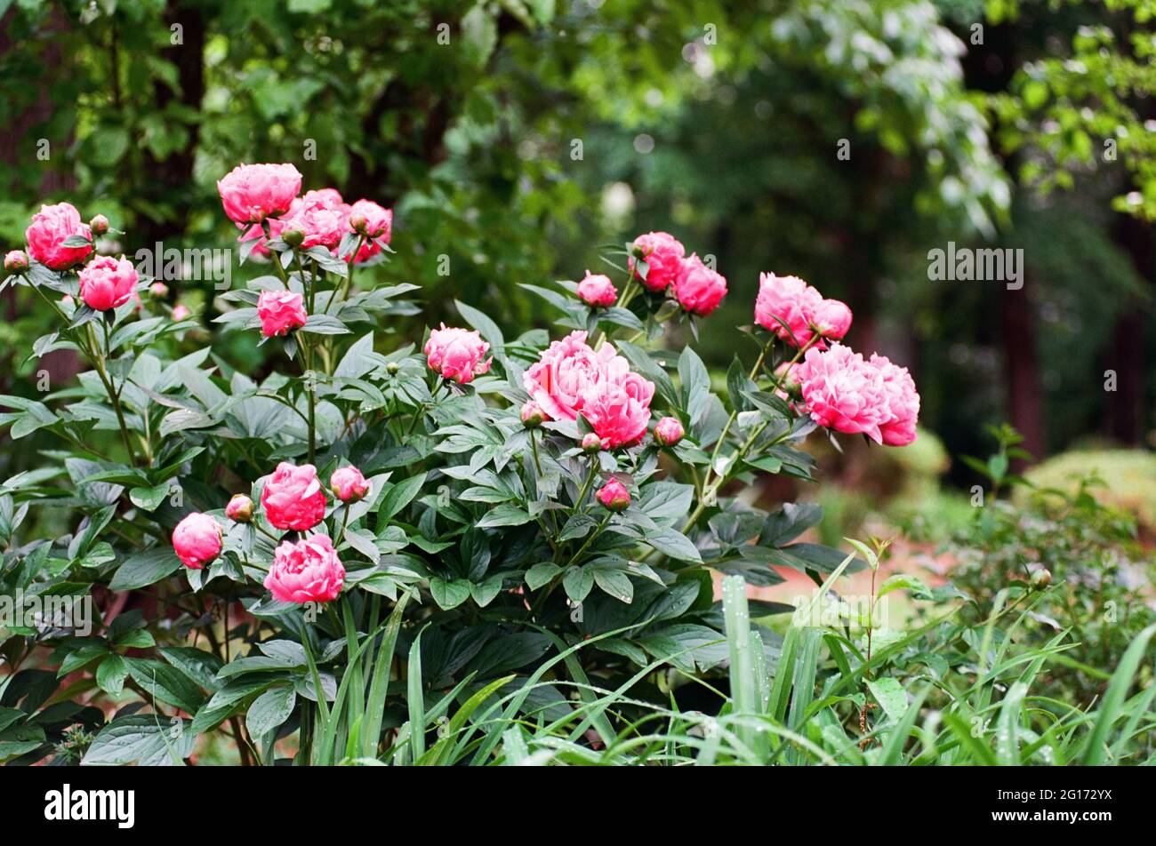 Rosa Pfingstrosen Stockfoto