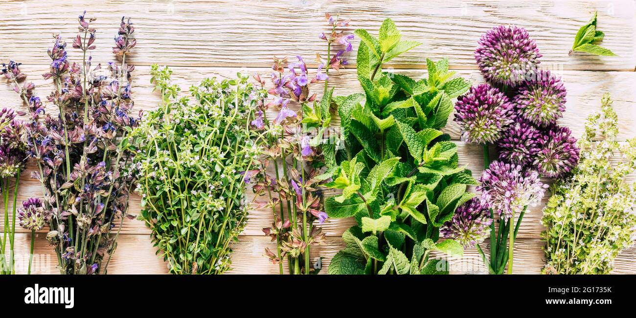 Ernte von Heilpflanzen. Heilende würzige Kräuter auf weißem Holzhintergrund. Alternative Medizin. Ayurveda Stockfoto