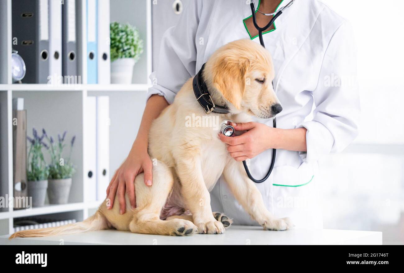 Untersuchung des Hundes in der Klinik Stockfoto