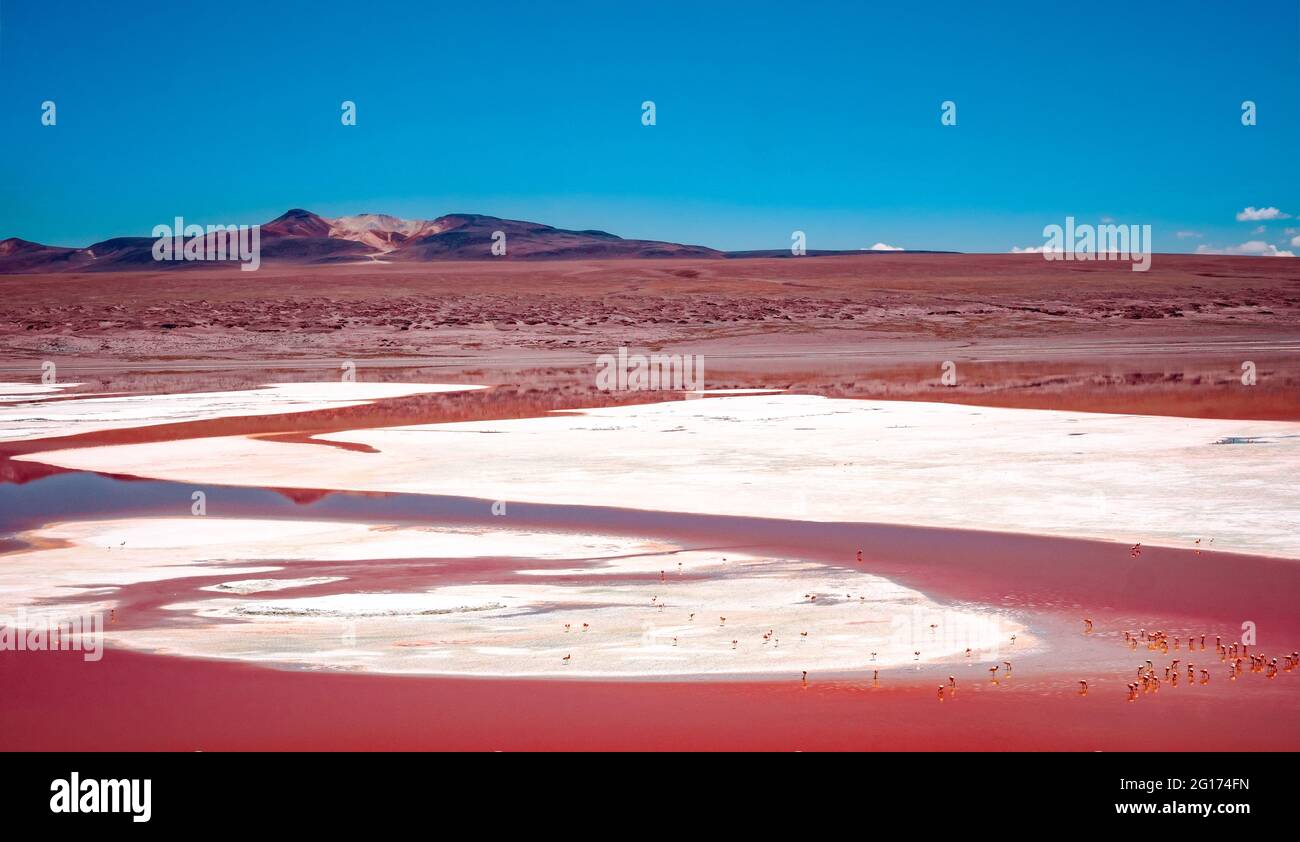 Draufsicht auf die rote Laguna Colorada mit einer Menge Flamingos in Bolivien Stockfoto