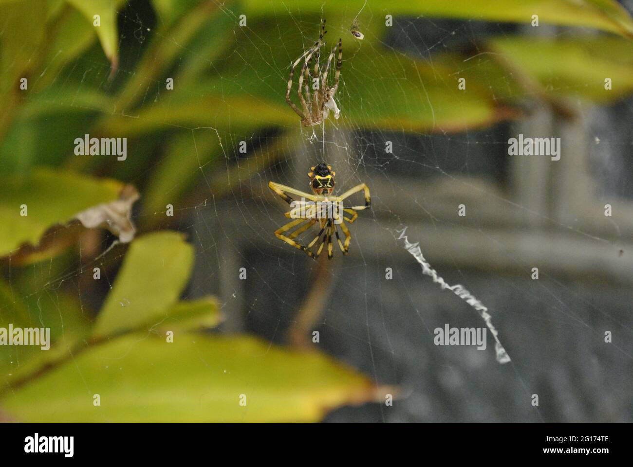 Ein Foto von einem Argiope argentata, der seine Haut zur Wand hin abgiessen ließ. Diese Spinne wird 'Araña tigre' oder 'Araña plateada' genannt Stockfoto
