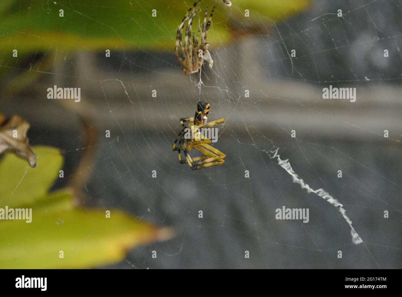 Ein Foto von einem Argiope argentata, der seine Haut zur Wand hin abgiessen ließ. Diese Spinne wird 'Araña tigre' oder 'Araña plateada' genannt Stockfoto