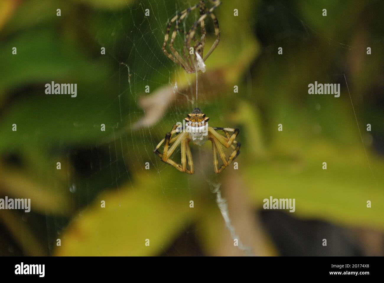 Ein Foto von einem Argiope argentata, der seine Haut zur Wand hin abgiessen ließ. Diese Spinne wird 'Araña tigre' oder 'Araña plateada' genannt Stockfoto