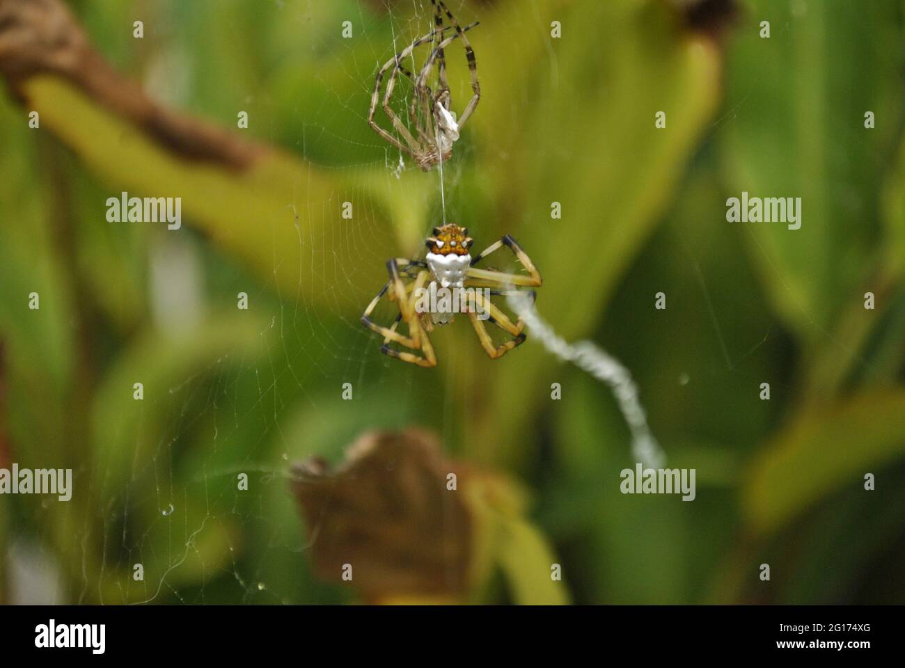 Ein Foto von einem Argiope argentata, der seine Haut zur Wand hin abgiessen ließ. Diese Spinne wird 'Araña tigre' oder 'Araña plateada' genannt Stockfoto