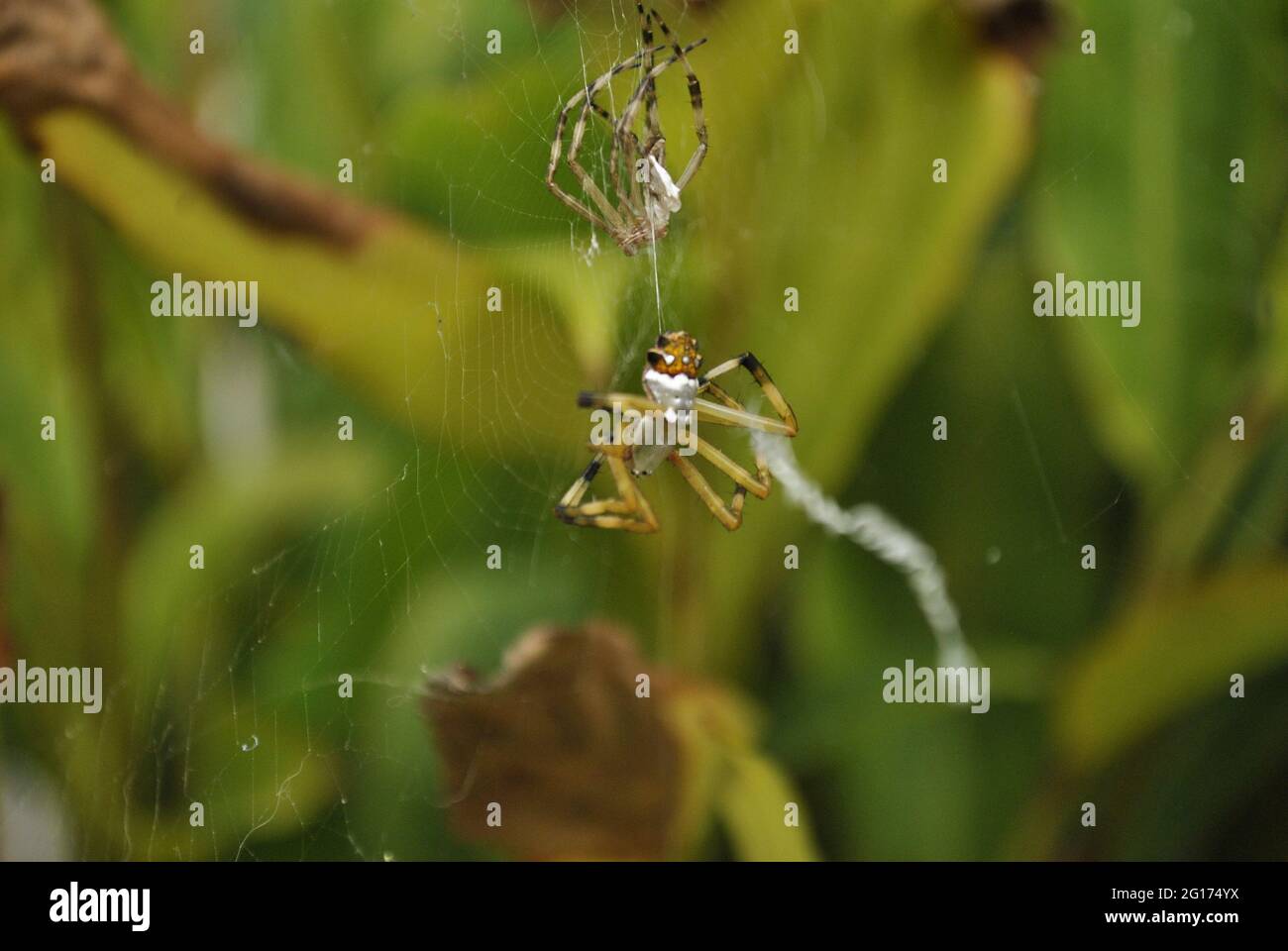 Ein Foto von einem Argiope argentata, der seine Haut zur Wand hin abgiessen ließ. Diese Spinne wird 'Araña tigre' oder 'Araña plateada' genannt Stockfoto