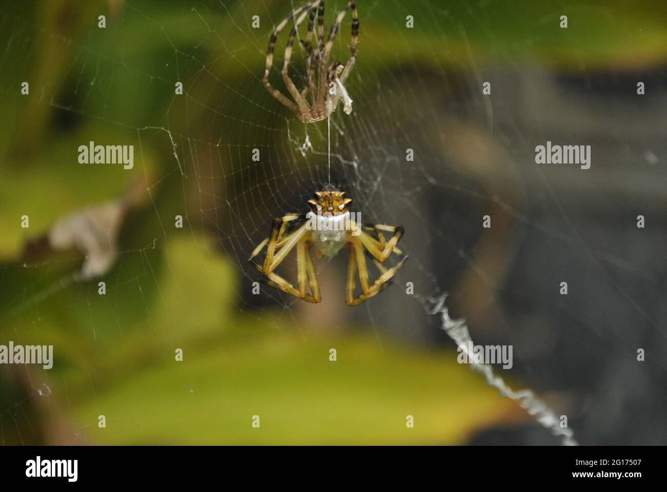 Ein Foto von einem Argiope argentata, der seine Haut zur Wand hin abgiessen ließ. Diese Spinne wird 'Araña tigre' oder 'Araña plateada' genannt Stockfoto