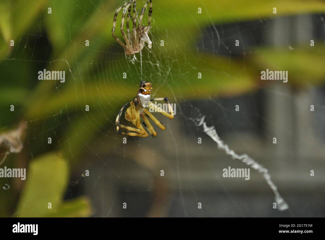 Ein Foto von einem Argiope argentata, der seine Haut zur Wand hin abgiessen ließ. Diese Spinne wird 'Araña tigre' oder 'Araña plateada' genannt Stockfoto
